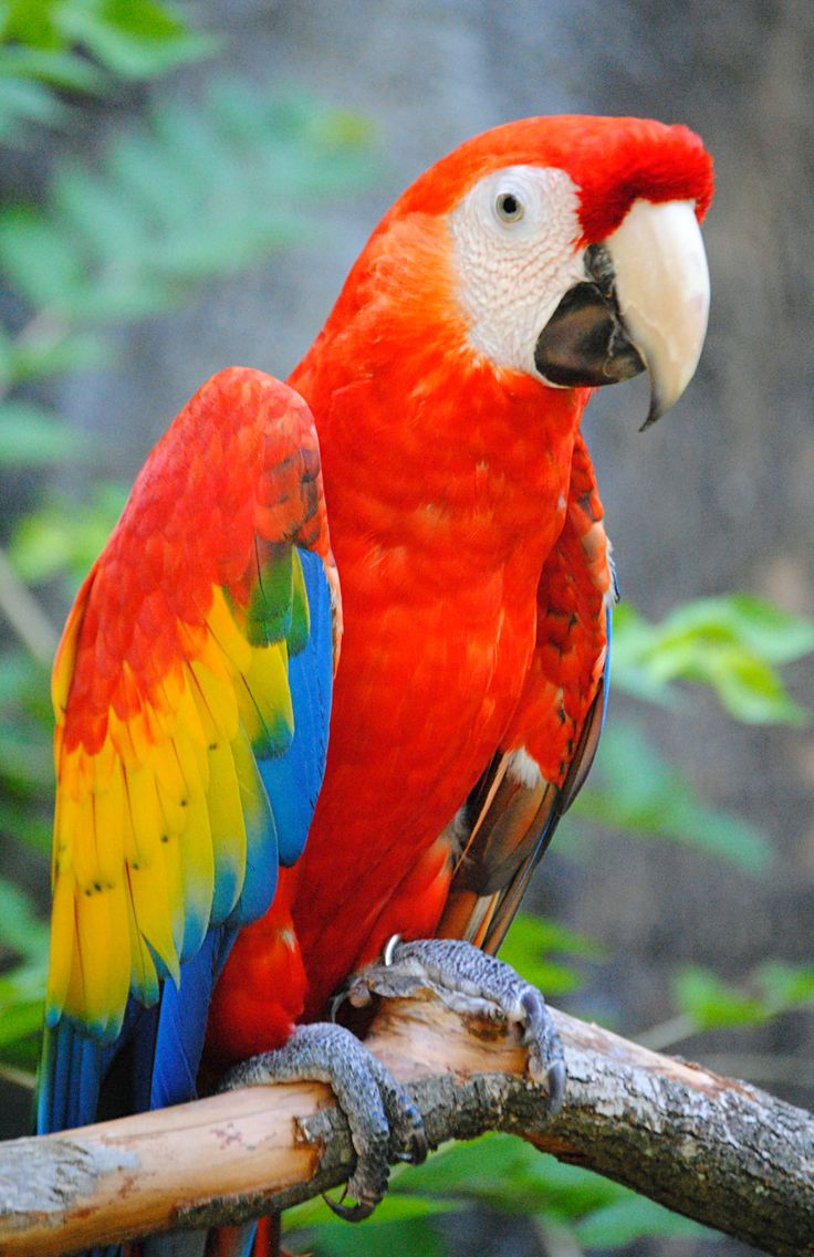 parrot 